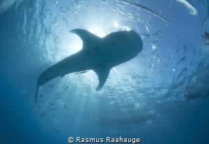 Whaleshark Sun burst - Oslob Philippines by Rasmus Raahauge 